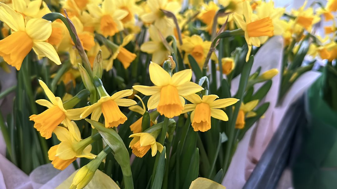 Одинцовский округ, Семейный бизнес, Многодетные семьи, 8 марта, Тюльпаны, Галина Погончикова, село Каринское