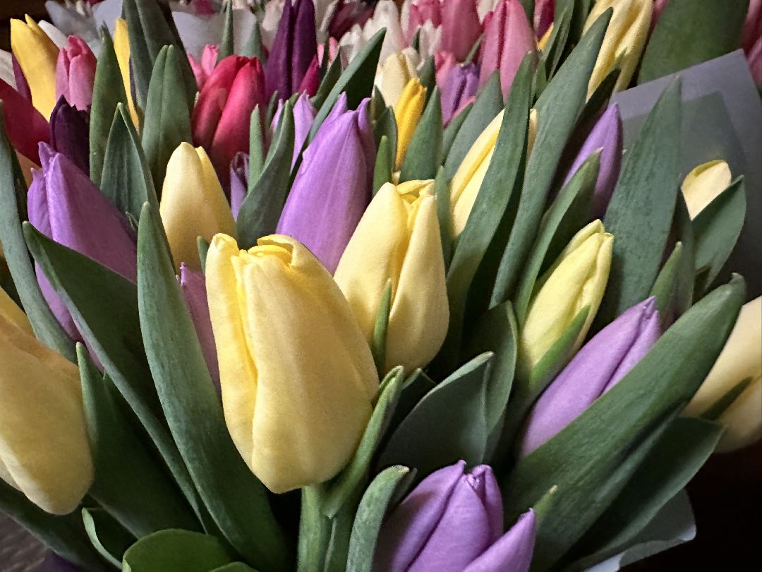 Одинцовский округ, Семейный бизнес, Многодетные семьи, 8 марта, Тюльпаны, Галина Погончикова, село Каринское