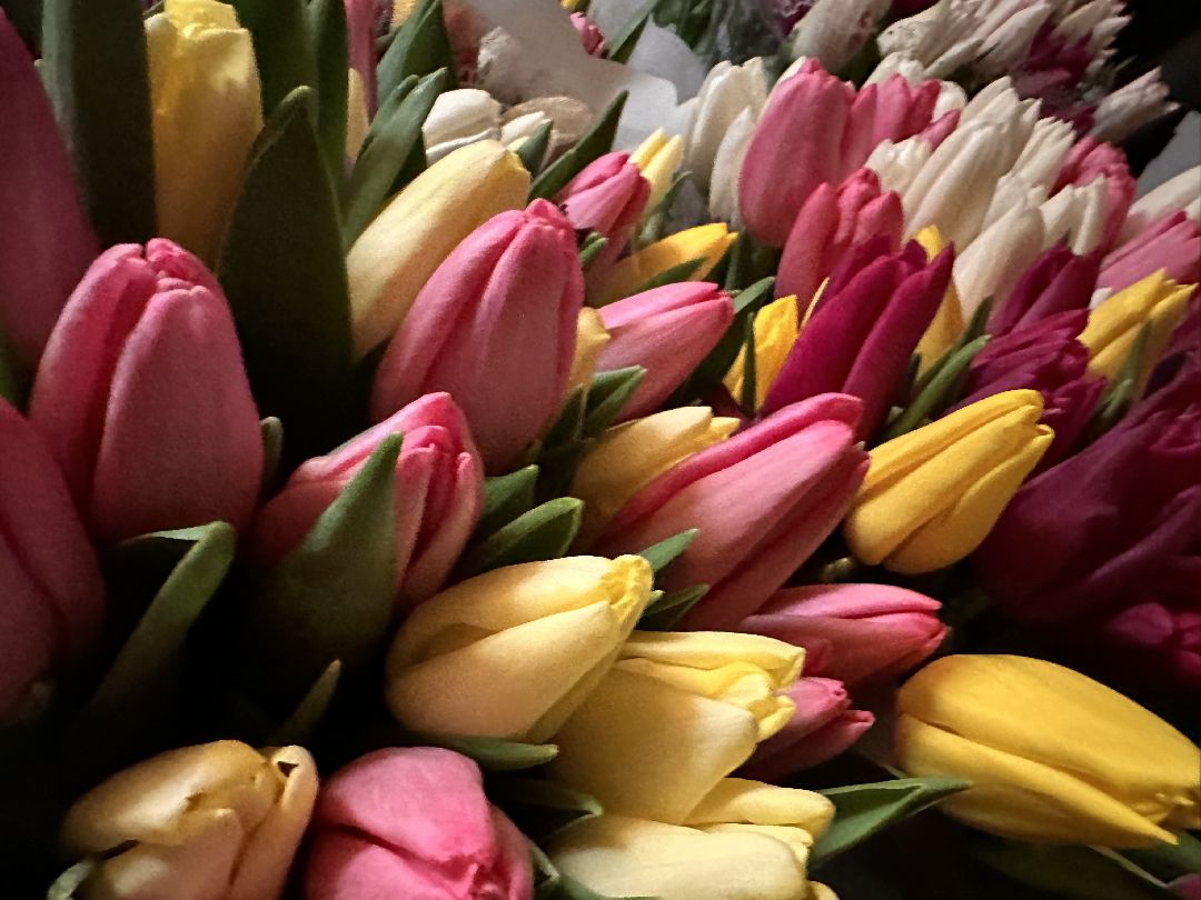 Одинцовский округ, Семейный бизнес, Многодетные семьи, 8 марта, Тюльпаны, Галина Погончикова, село Каринское