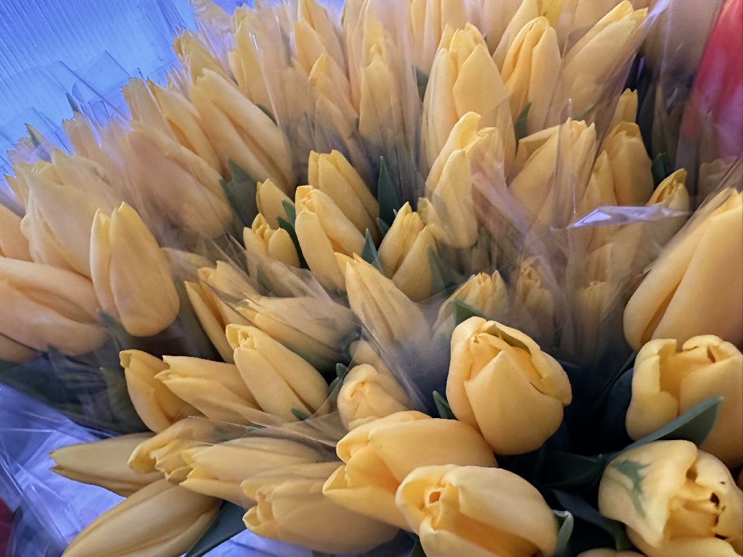 Одинцовский округ, Семейный бизнес, Многодетные семьи, 8 марта, Тюльпаны, Галина Погончикова, село Каринское