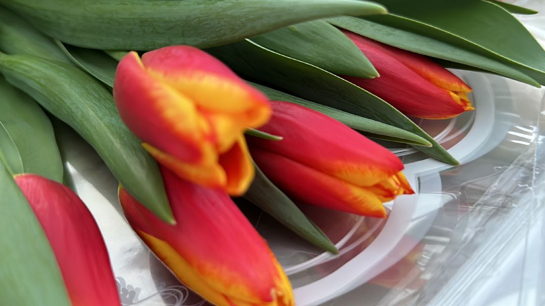 Одинцовский округ, Семейный бизнес, Многодетные семьи, 8 марта, Тюльпаны, Галина Погончикова, село Каринское