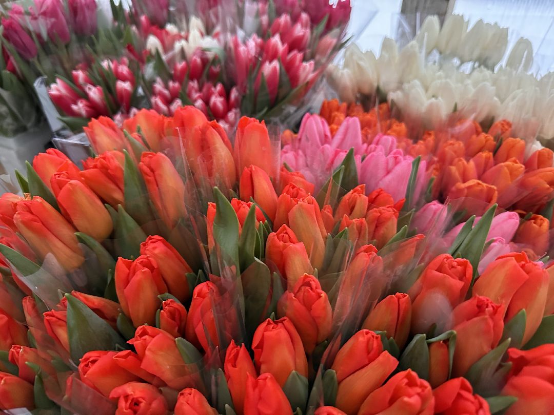 Одинцовский округ, Семейный бизнес, Многодетные семьи, 8 марта, Тюльпаны, Галина Погончикова, село Каринское