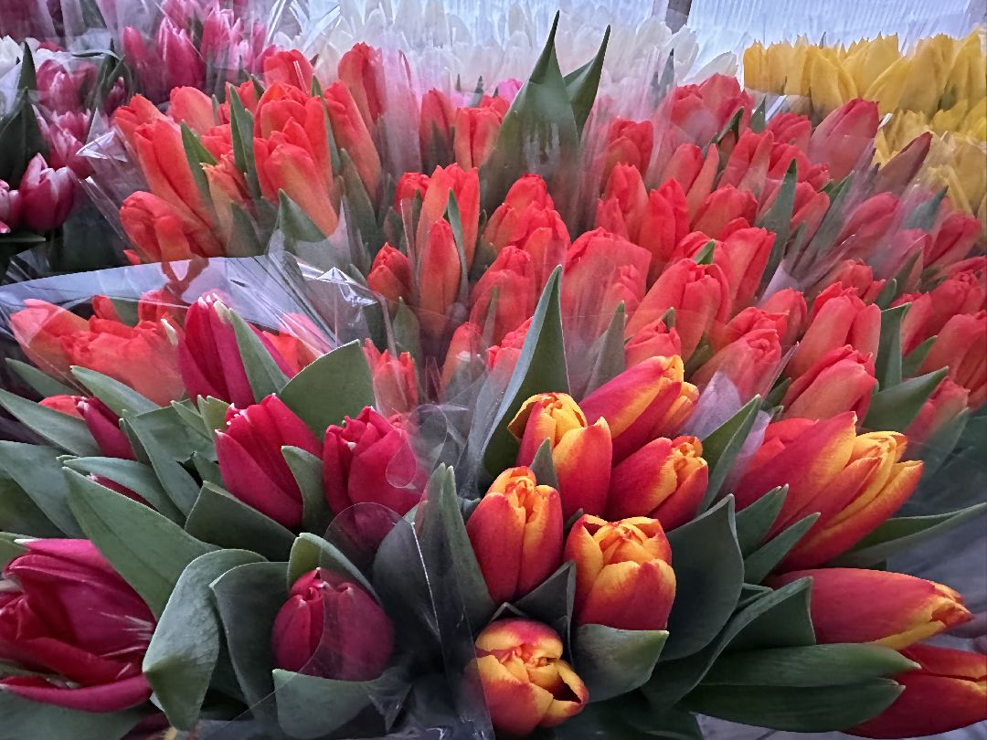 Одинцовский округ, Семейный бизнес, Многодетные семьи, 8 марта, Тюльпаны, Галина Погончикова, село Каринское