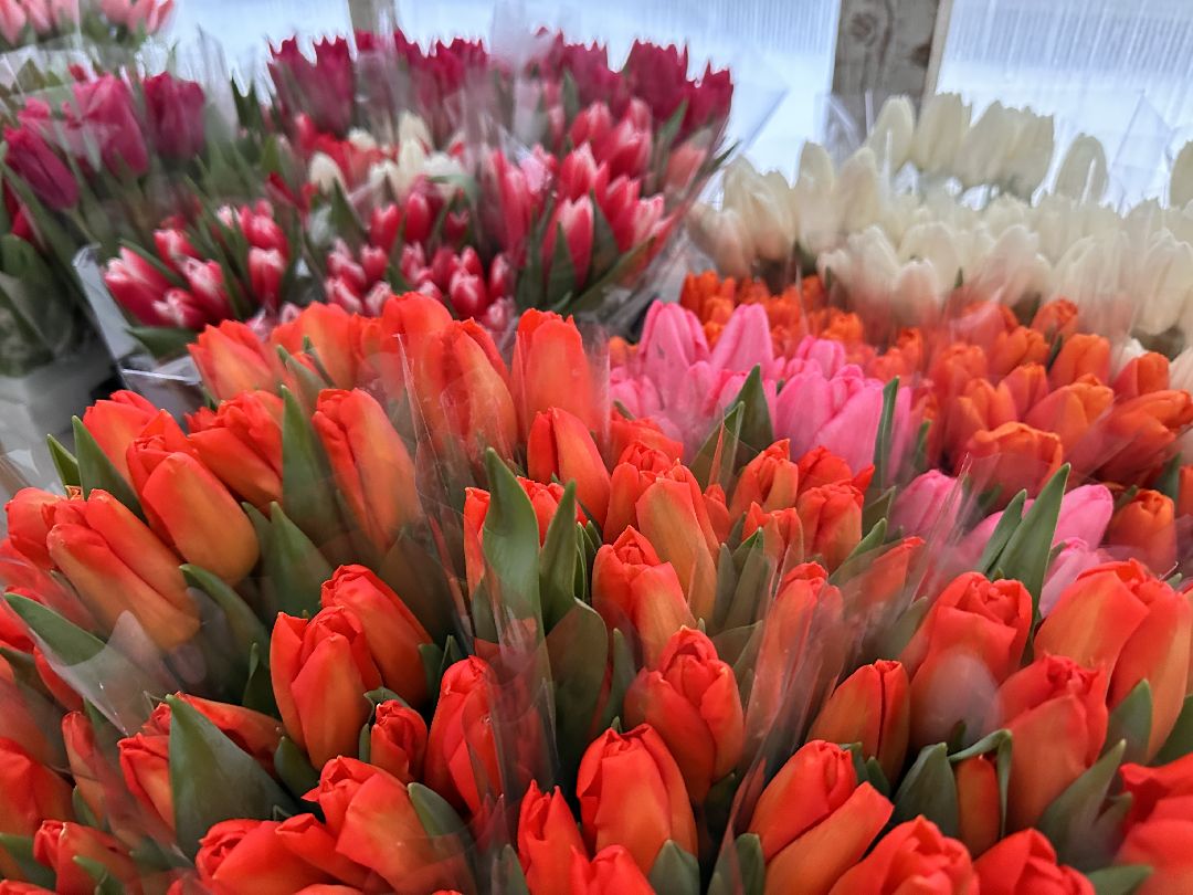 Одинцовский округ, Семейный бизнес, Многодетные семьи, 8 марта, Тюльпаны, Галина Погончикова, село Каринское