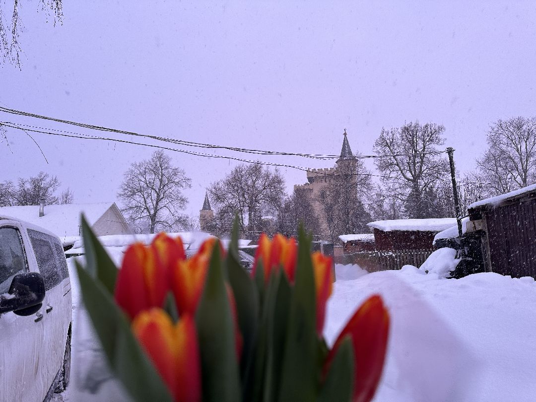 Одинцовский округ, Семейный бизнес, Многодетные семьи, 8 марта, Тюльпаны, Галина Погончикова, село Каринское