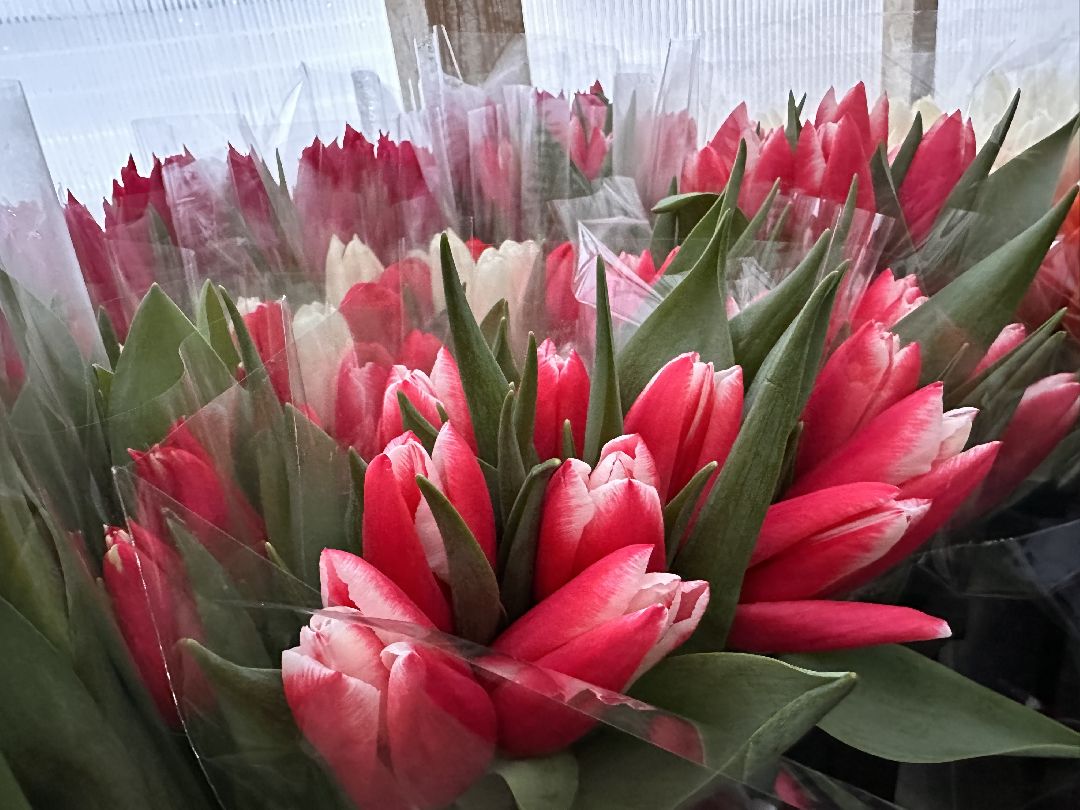 Одинцовский округ, Семейный бизнес, Многодетные семьи, 8 марта, Тюльпаны, Галина Погончикова, село Каринское