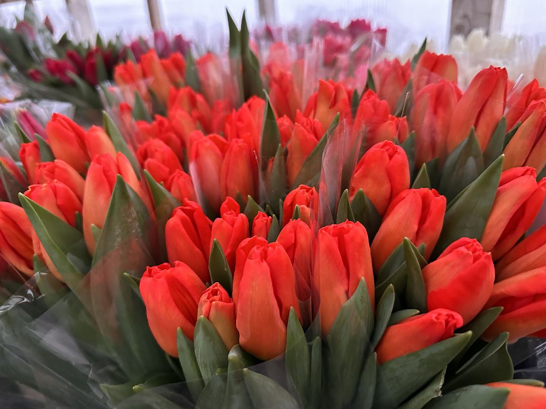 Одинцовский округ, Семейный бизнес, Многодетные семьи, 8 марта, Тюльпаны, Галина Погончикова, село Каринское