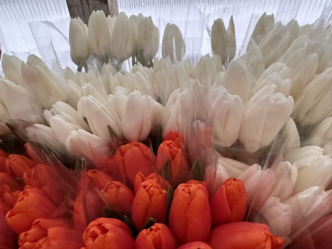 Одинцовский округ, Семейный бизнес, Многодетные семьи, 8 марта, Тюльпаны, Галина Погончикова, село Каринское