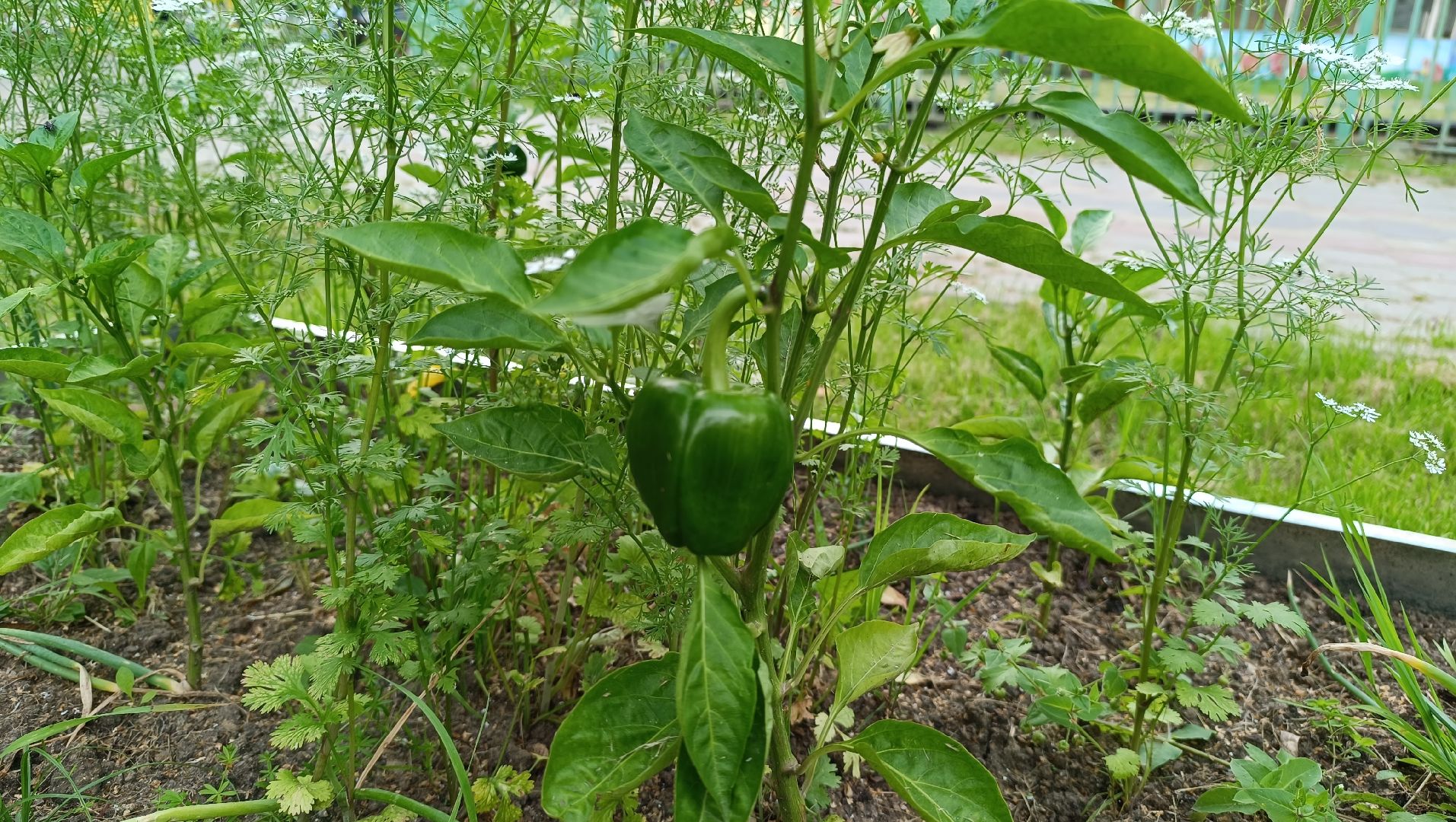 Лобня, огород, парк