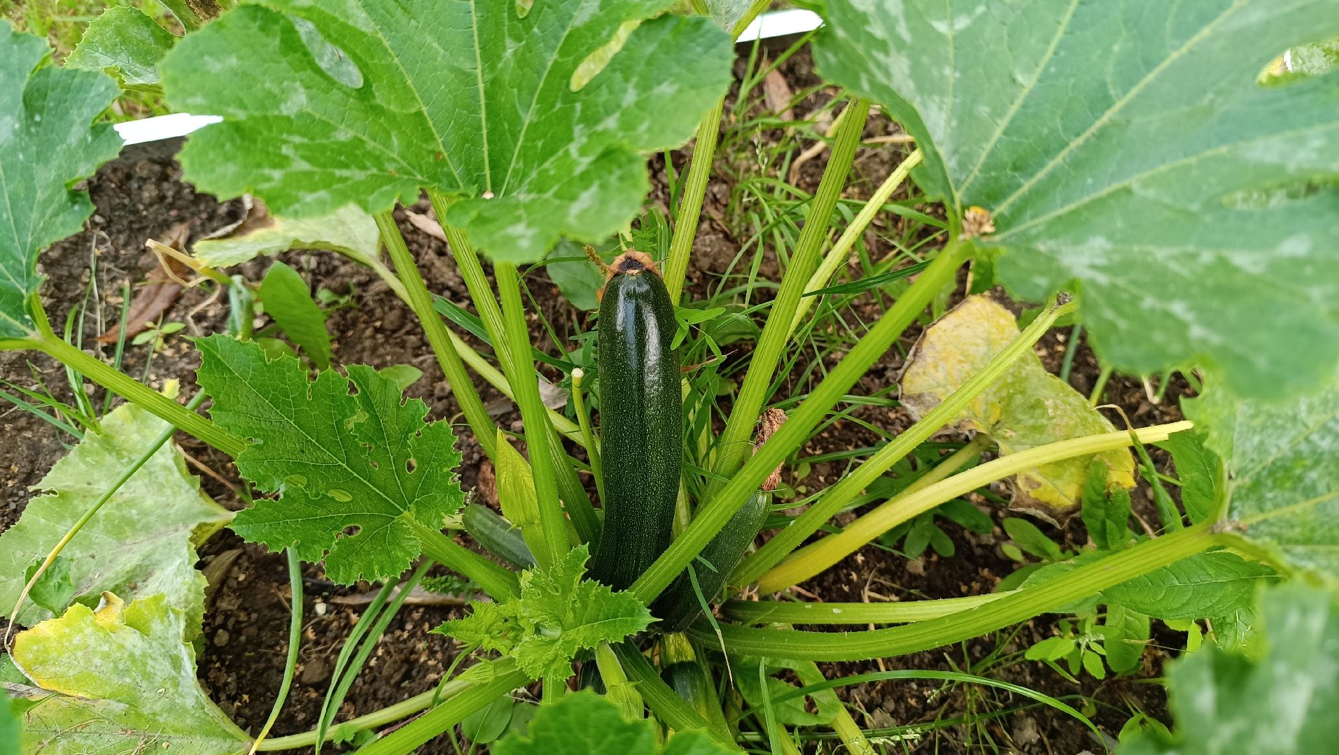 Лобня, огород, парк