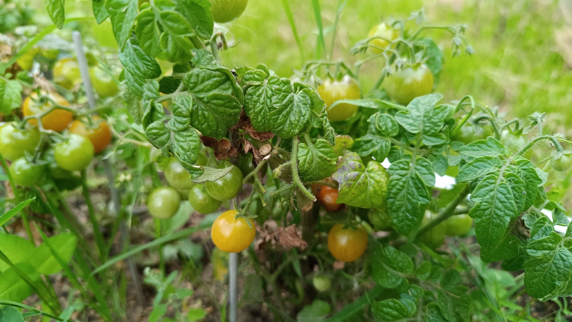 Лобня, огород, парк