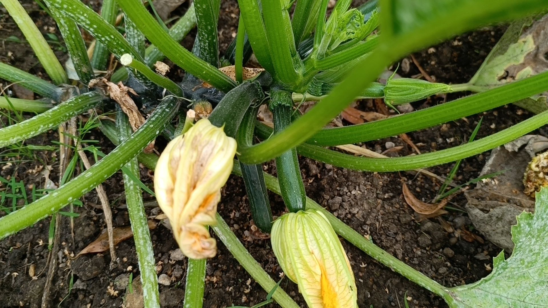 Лобня, огород, парк