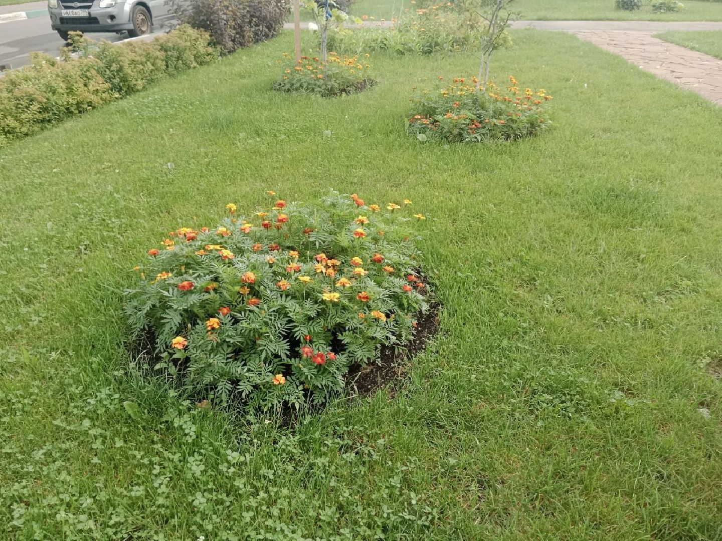 Город-сад, волонтёры, черенкование, растения, многолетники