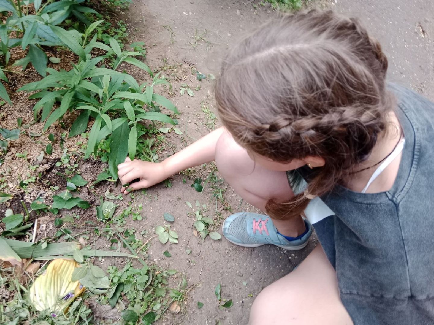 Город-сад, волонтёры, черенкование, растения, многолетники