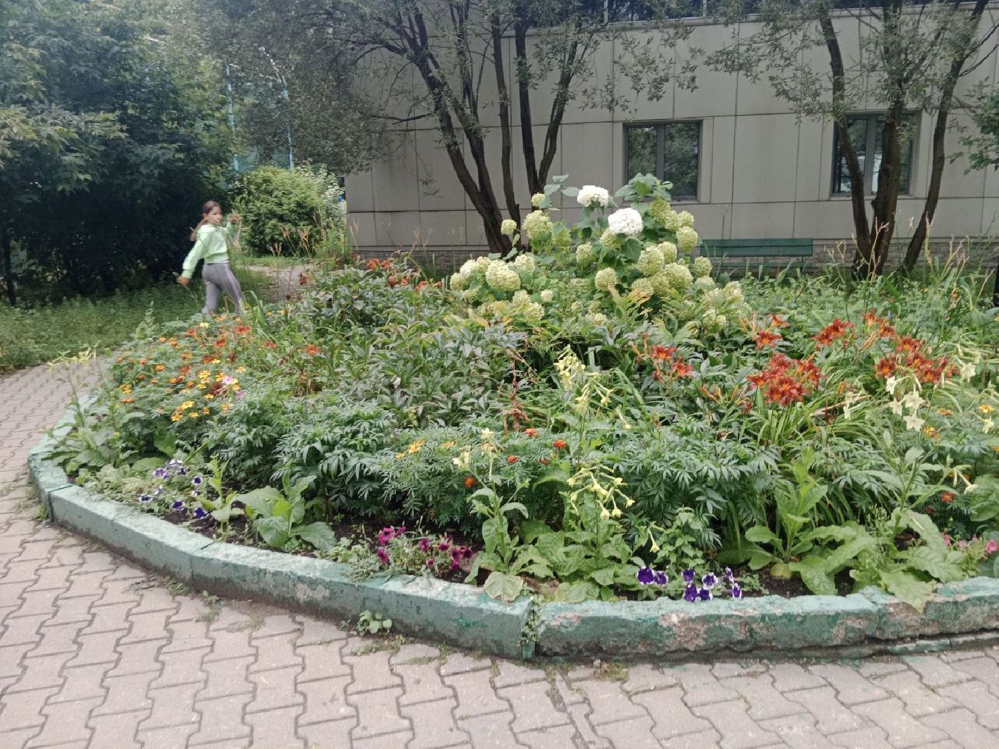 Город-сад, волонтёры, черенкование, растения, многолетники