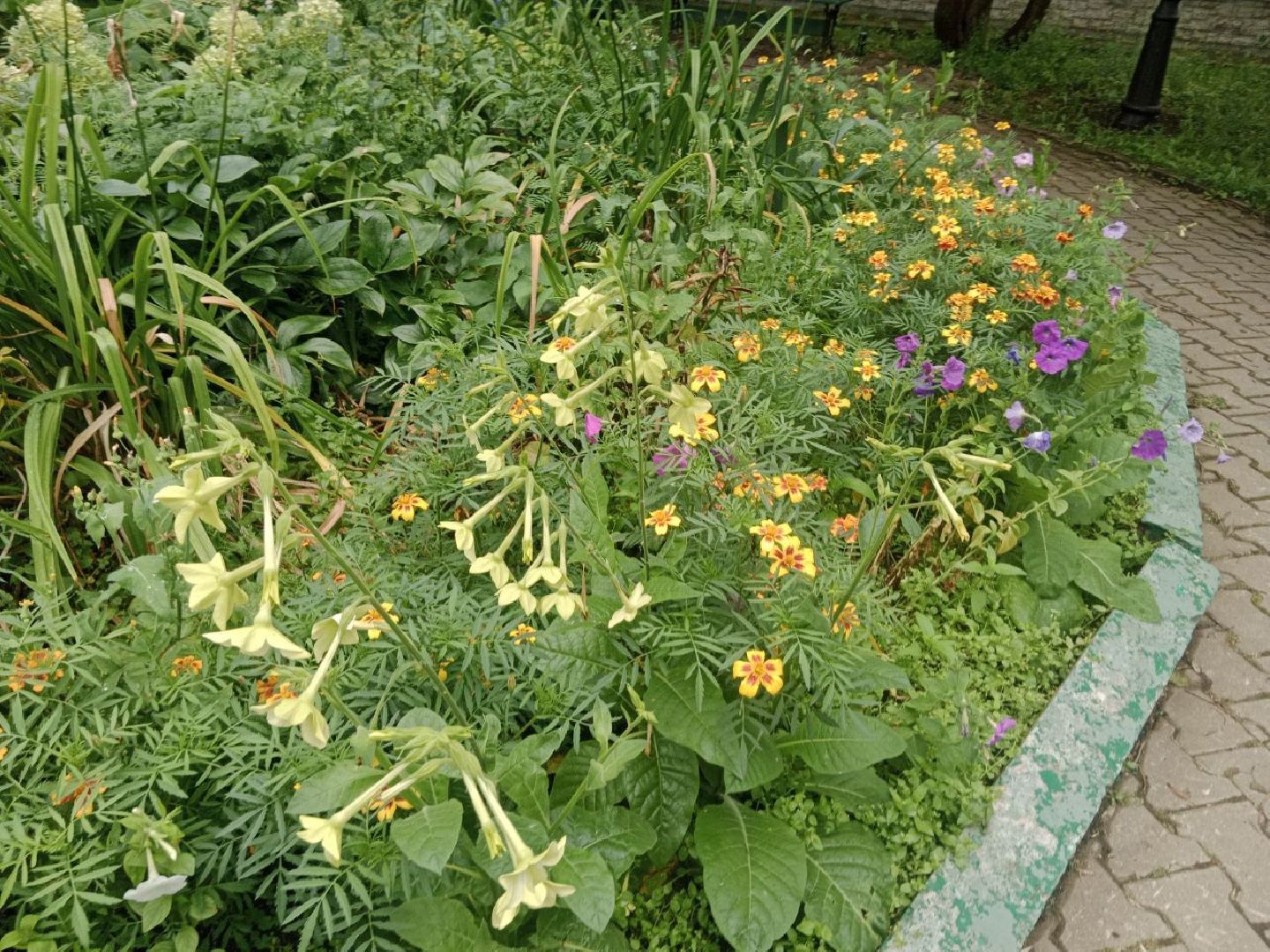 Город-сад, волонтёры, черенкование, растения, многолетники