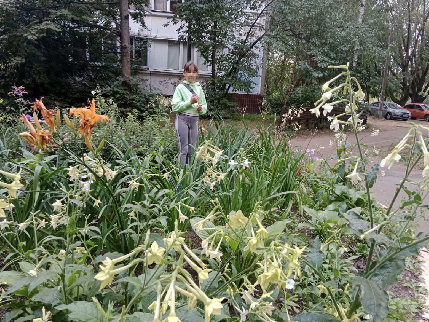 Город-сад, волонтёры, черенкование, растения, многолетники