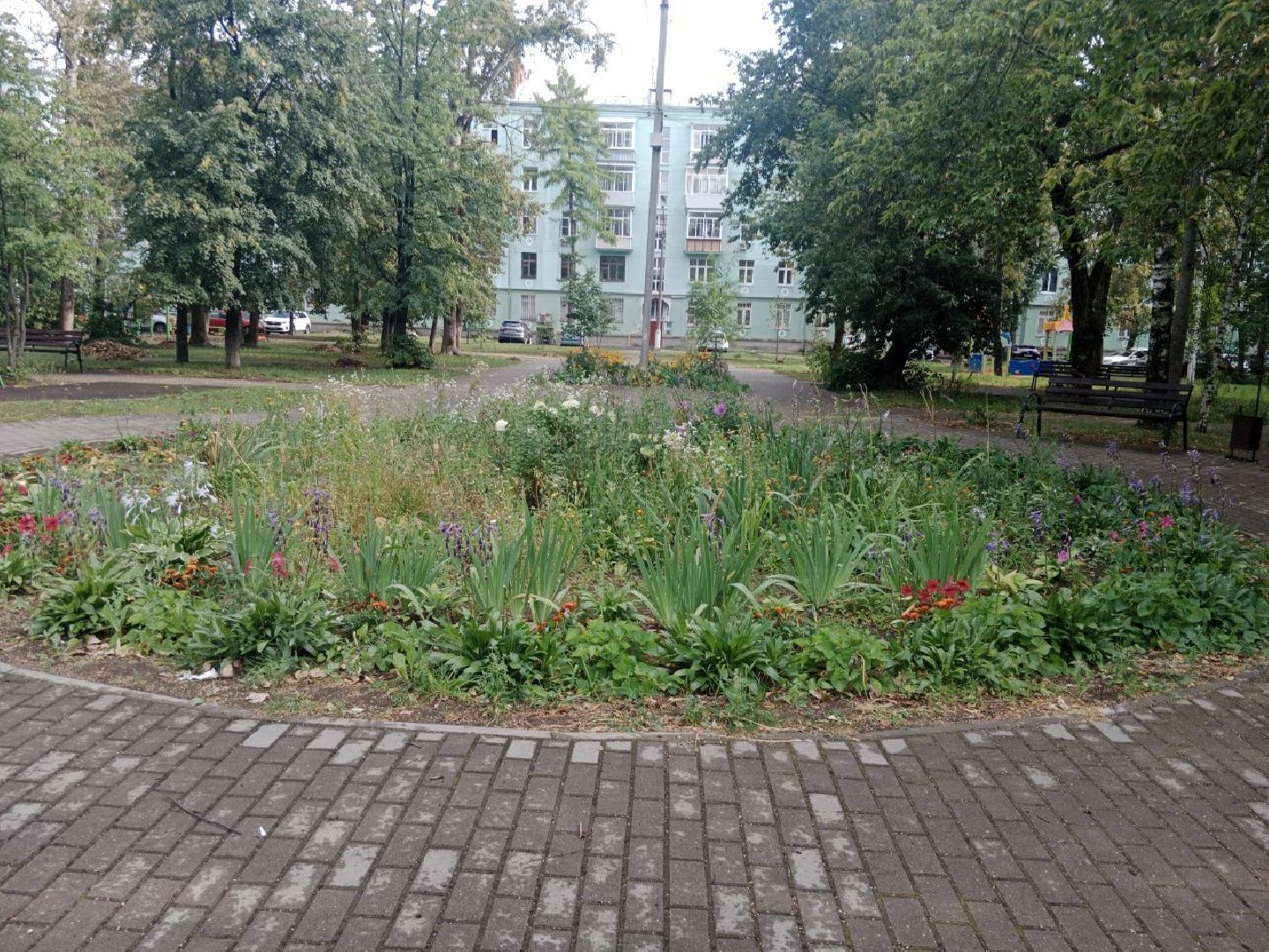 Город-сад, волонтёры, черенкование, растения, многолетники