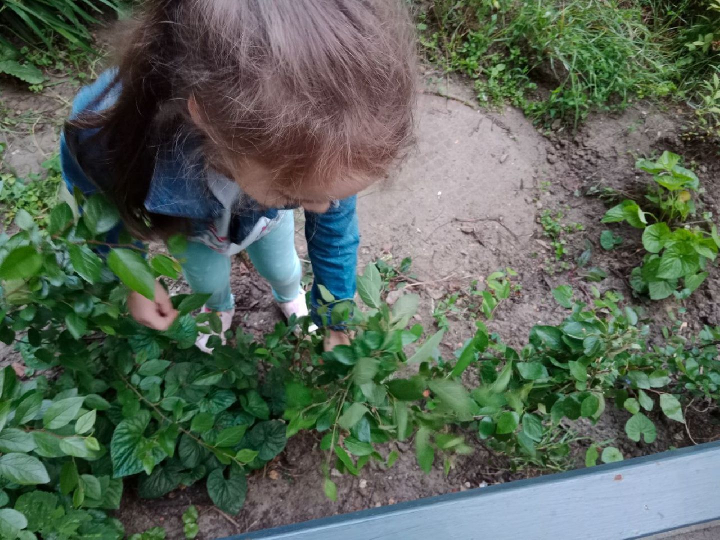 Город-сад, волонтёры, черенкование, растения, многолетники