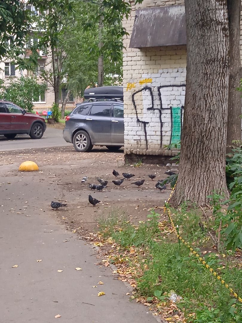 птичий, грипп, вирус, птицы, голуби, чайки, H5