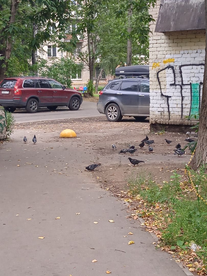 птичий, грипп, вирус, птицы, голуби, чайки, H5