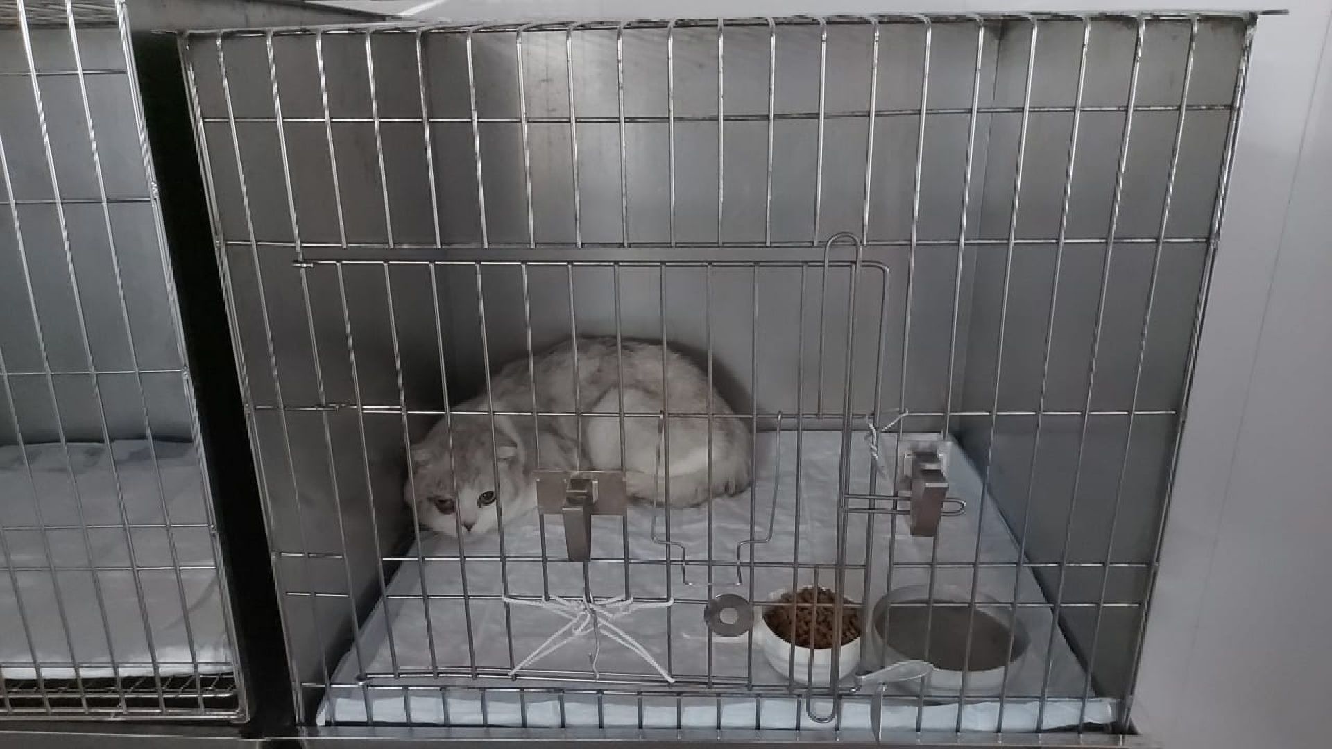 Кашира, бешенство, Сорокино, кошка, лиса