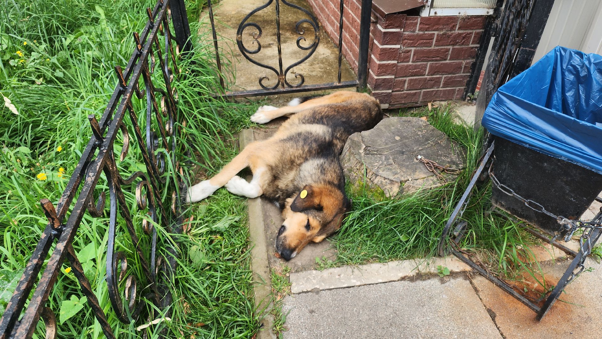 Кашира, бешенство, Сорокино, кошка, лиса