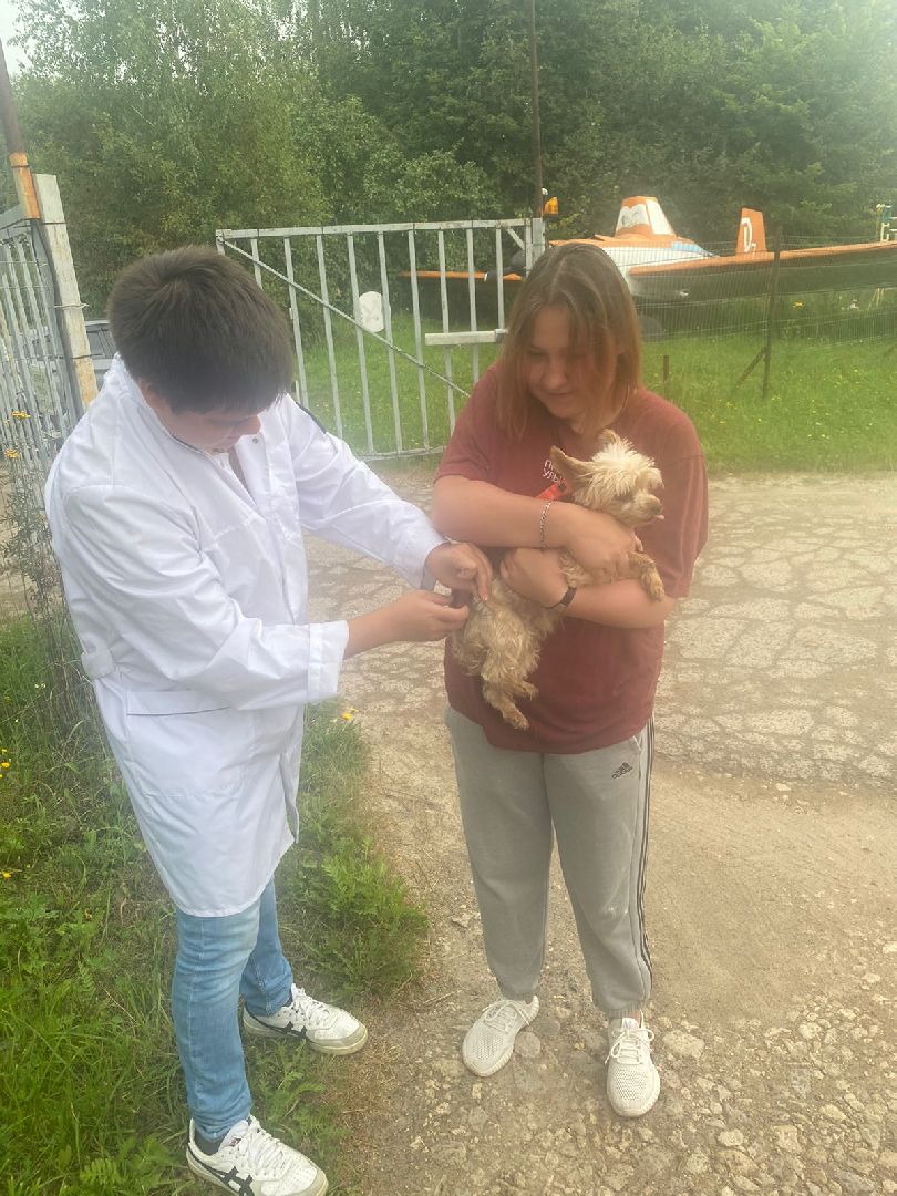 Кашира, бешенство, Сорокино, кошка, лиса