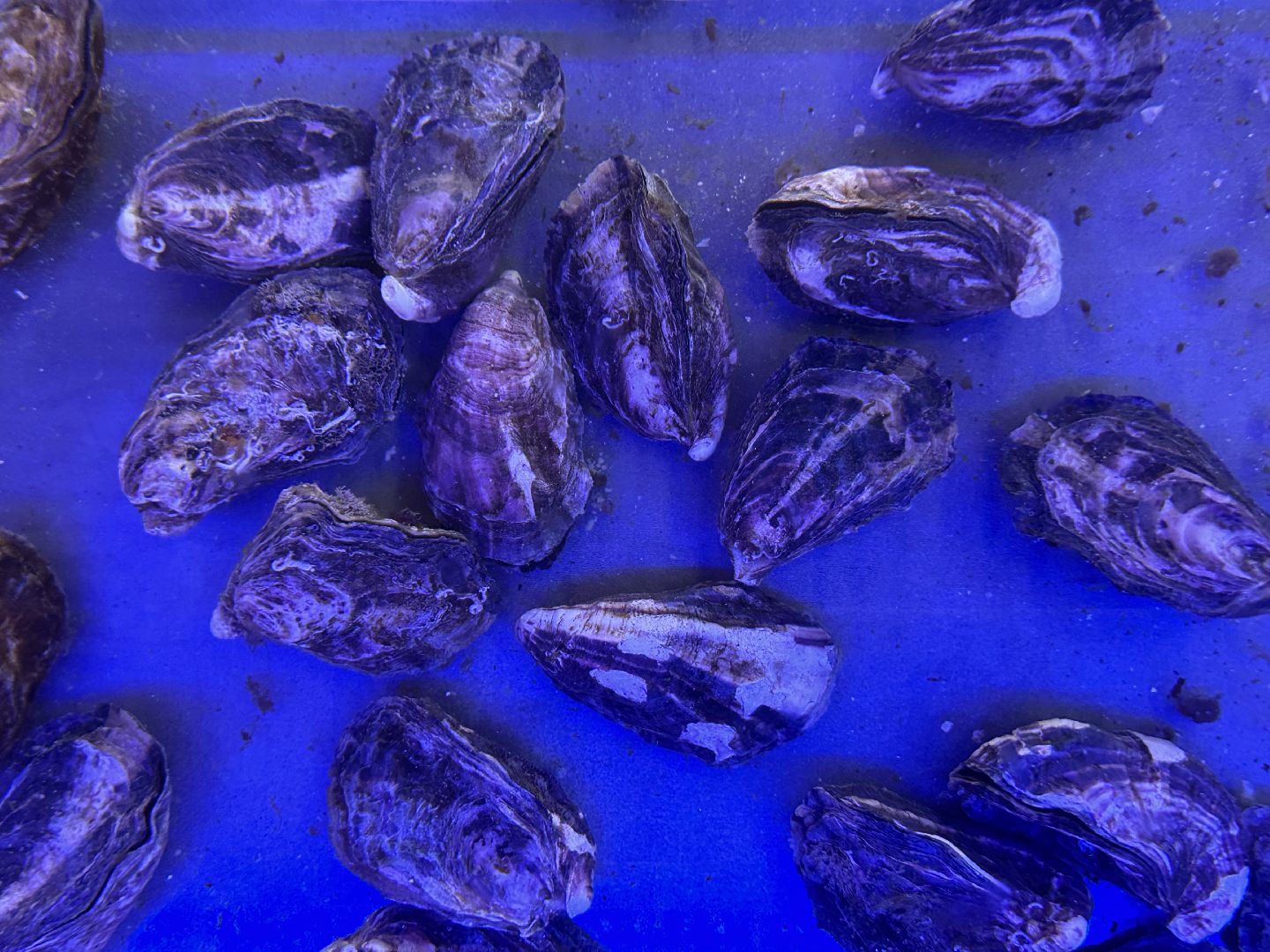 Одинцово, Малевич, Парки Подмосковья, Туризм, ресторан, рецепт, устрицы, художники, живописцы, гастротуризм