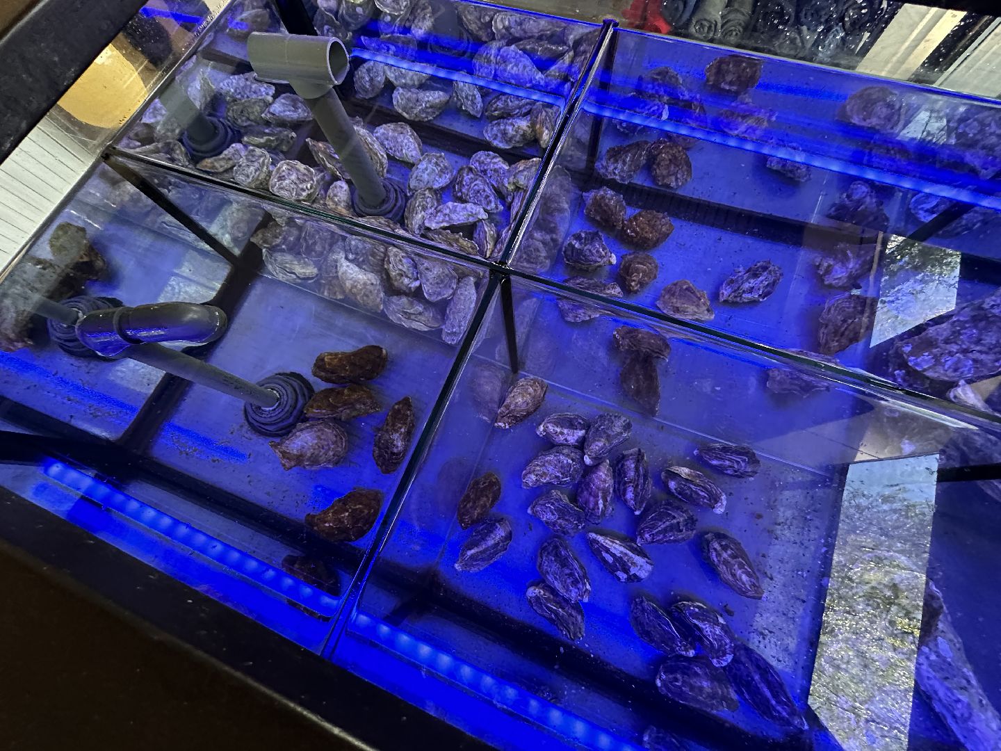 Одинцово, Малевич, Парки Подмосковья, Туризм, ресторан, рецепт, устрицы, художники, живописцы, гастротуризм