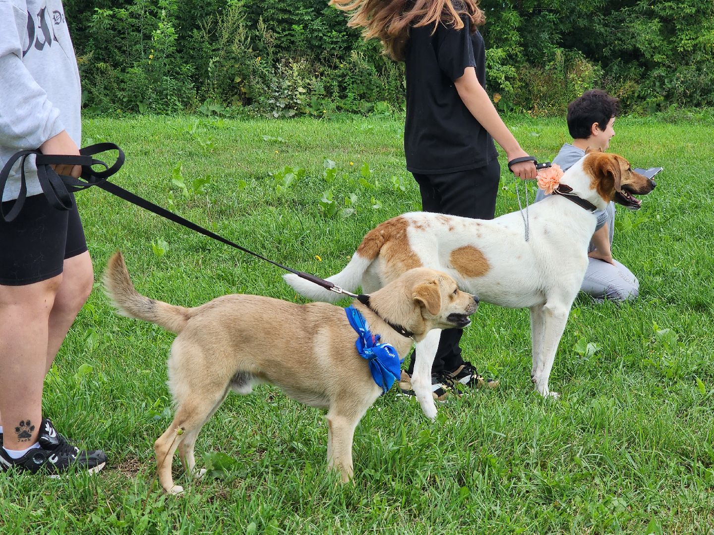 серпухов, принарский парк, день дворняжки, собаки, волонтеры, доброе дело,