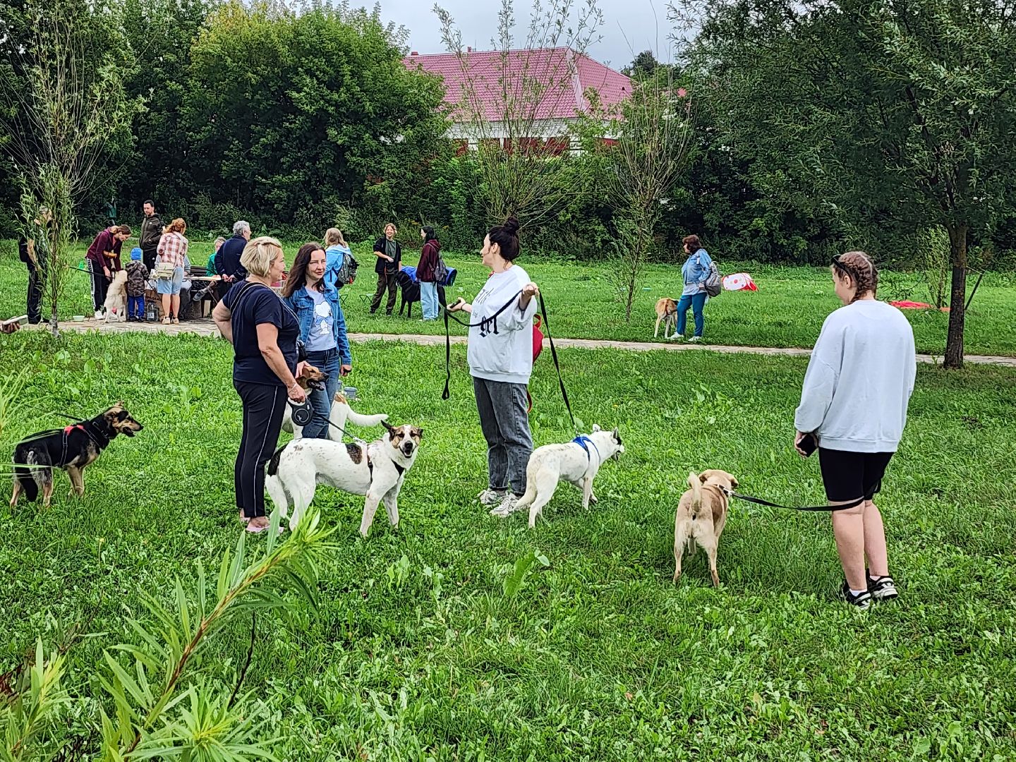 серпухов, принарский парк, день дворняжки, собаки, волонтеры, доброе дело,