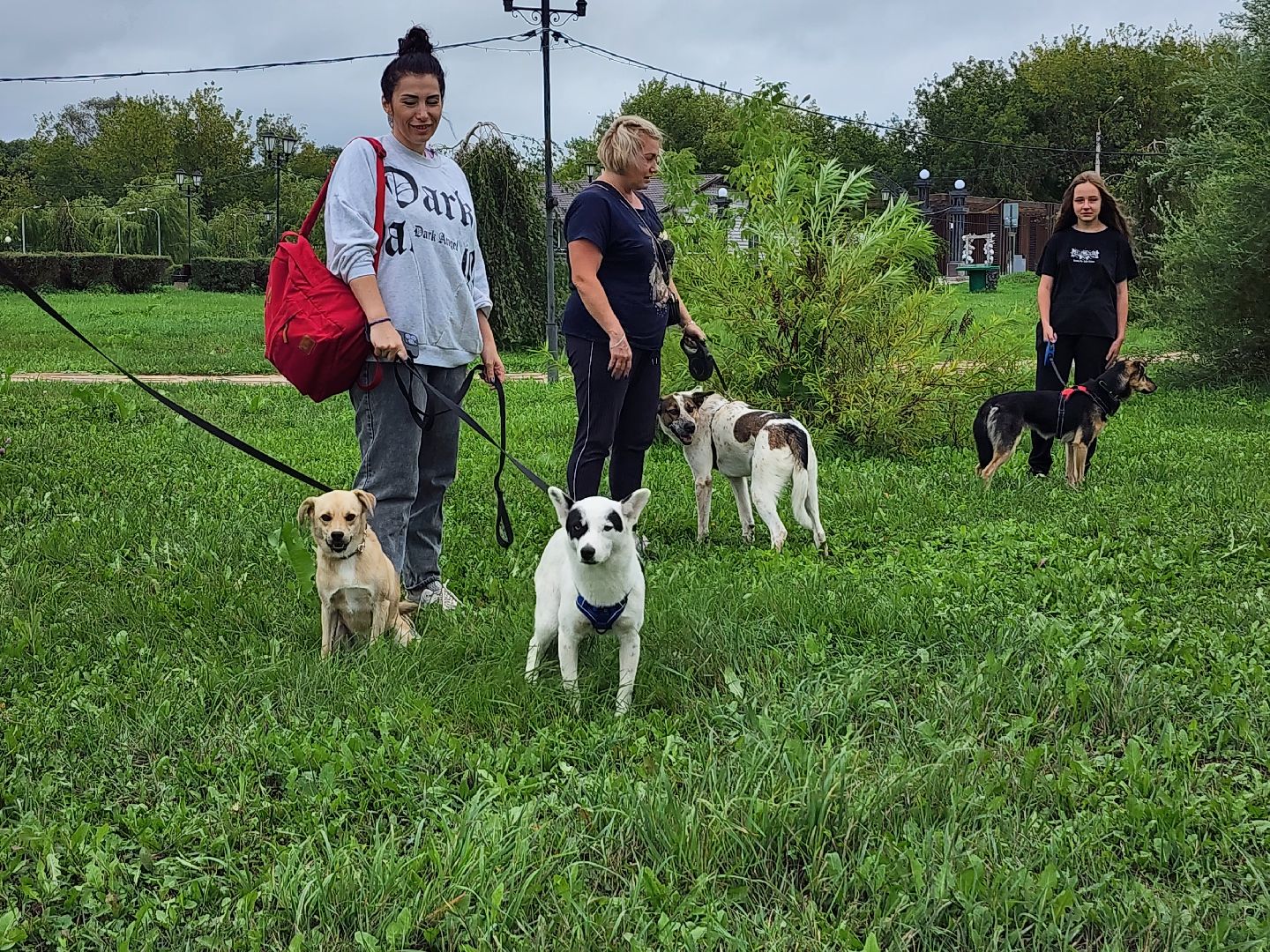 серпухов, принарский парк, день дворняжки, собаки, волонтеры, доброе дело,