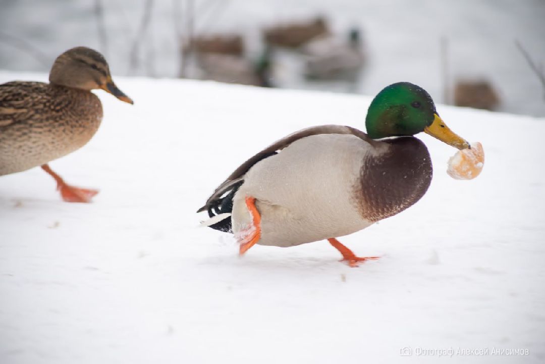 Плодольск Спецоперация