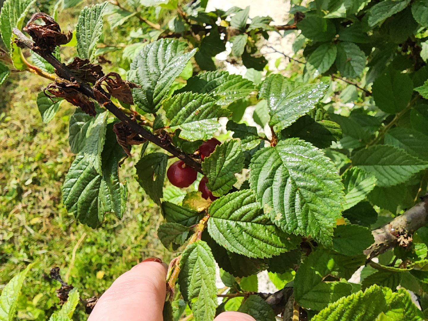 Красноармейск, Пушкинский, деревня, сад, огород, активное долголетие