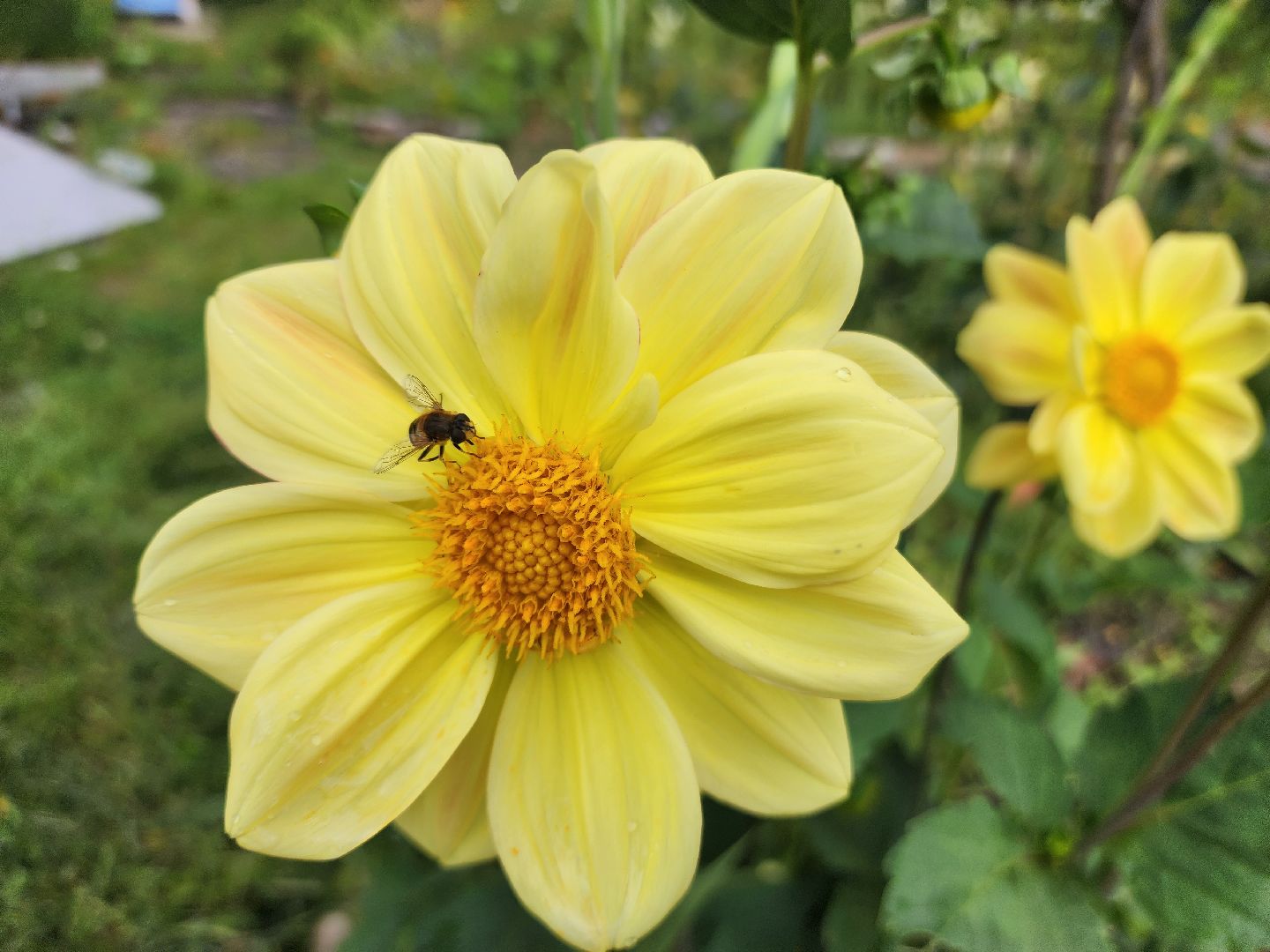 Красноармейск, Пушкинский, деревня, сад, огород, активное долголетие