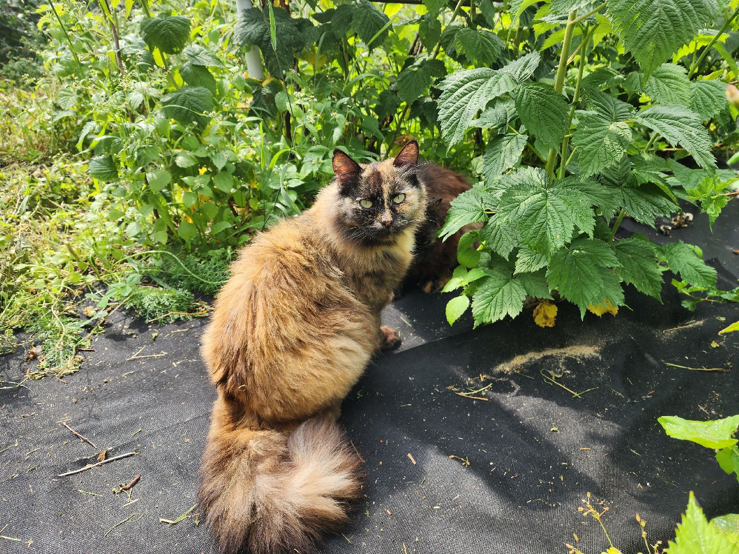 Красноармейск, Пушкинский, деревня, сад, огород, активное долголетие