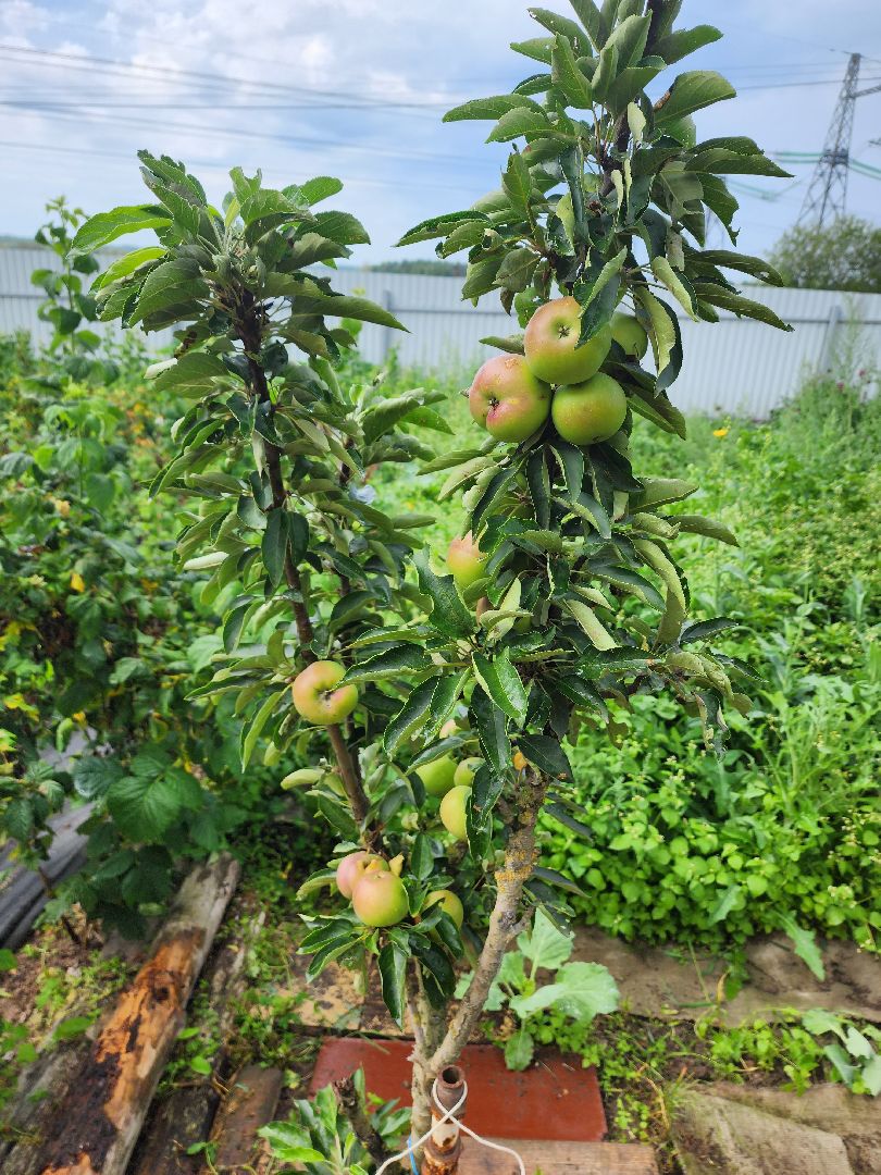 Красноармейск, Пушкинский, деревня, сад, огород, активное долголетие