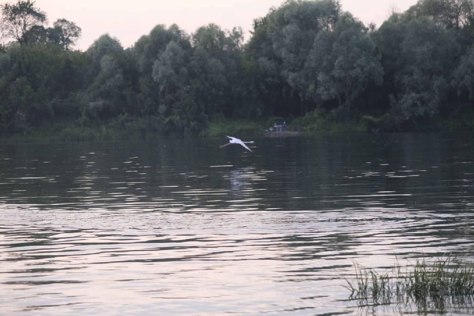 Пущино, экология, фламинго