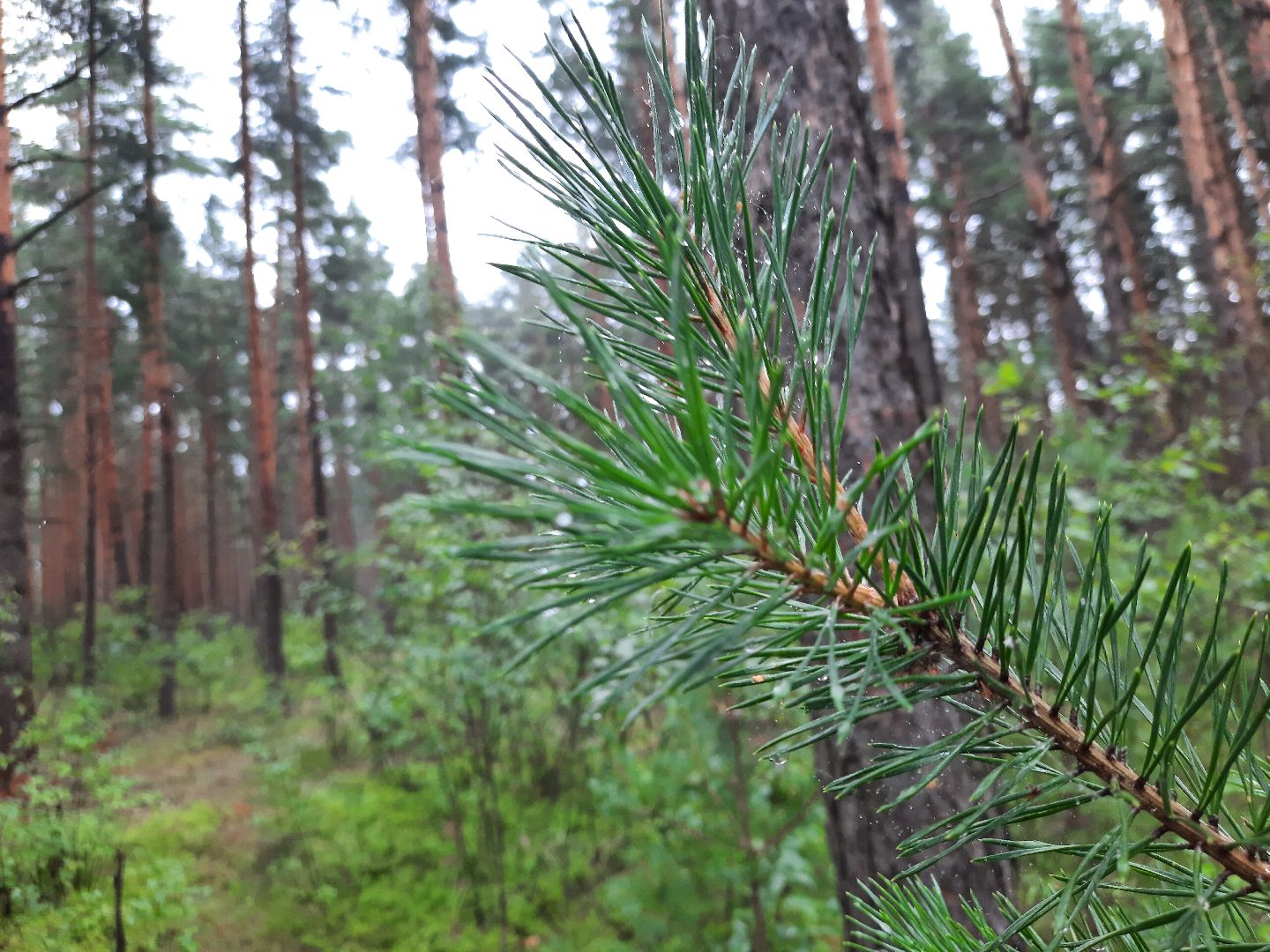 Шатура, ландыш, ландыш ядовитый,