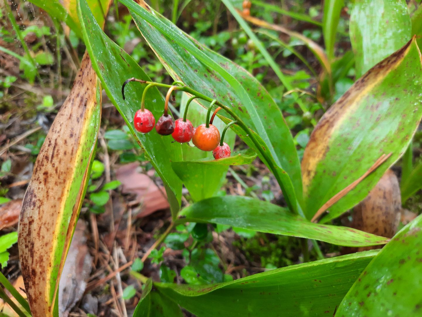 Шатура, ландыш, ландыш ядовитый,