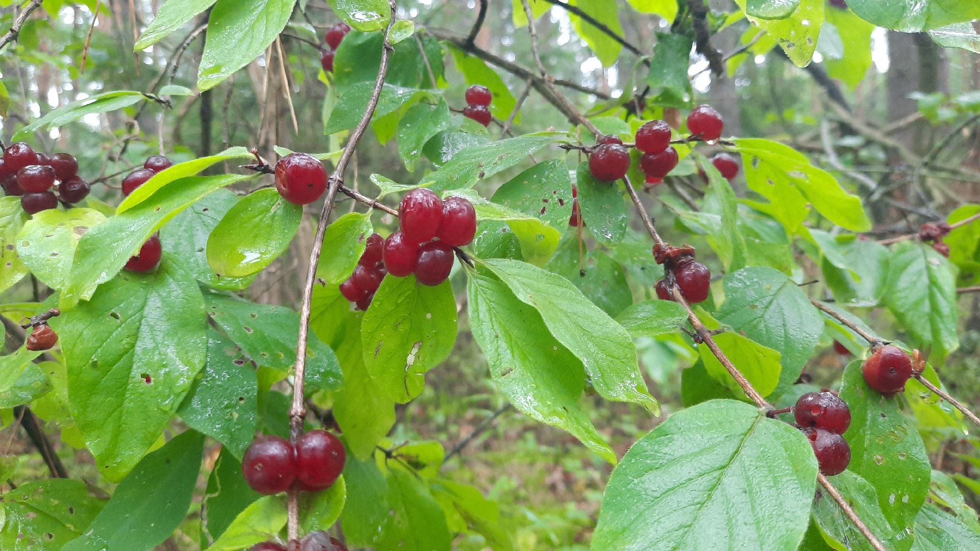 Шатура, ландыш, ландыш ядовитый,