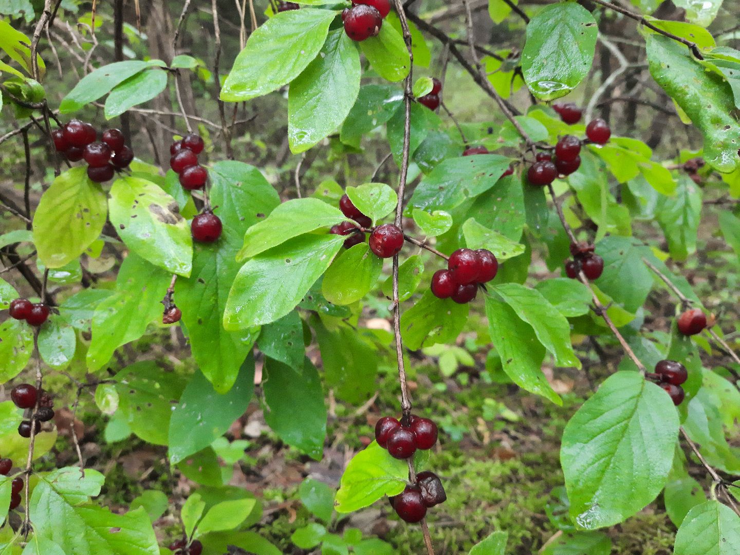 Шатура, ландыш, ландыш ядовитый,