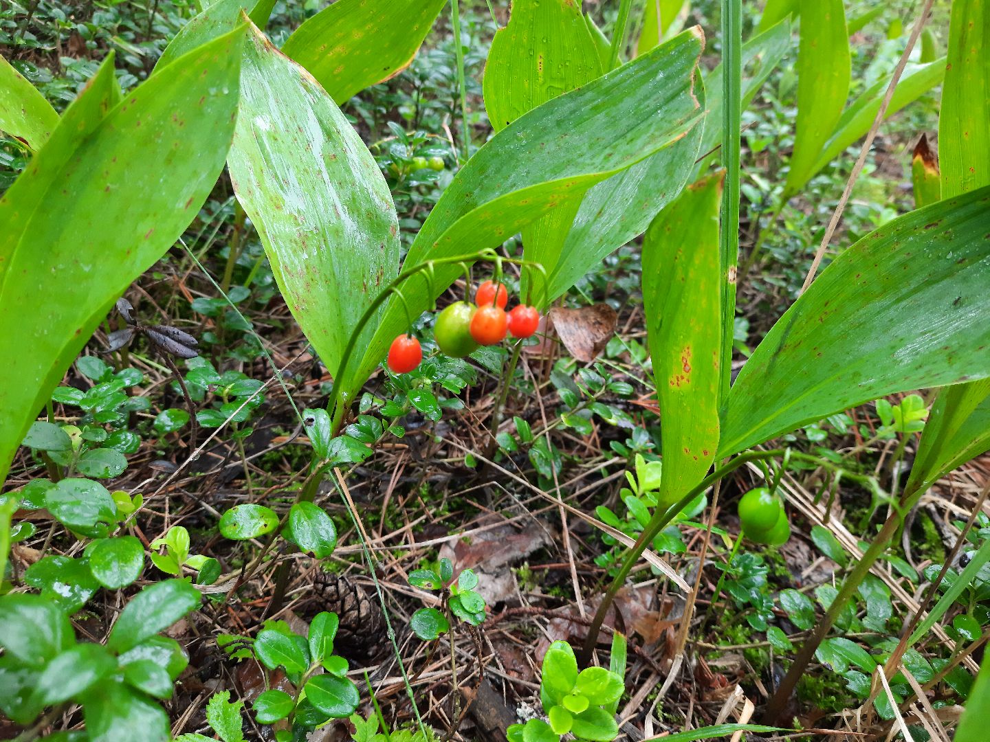 Шатура, ландыш, ландыш ядовитый,