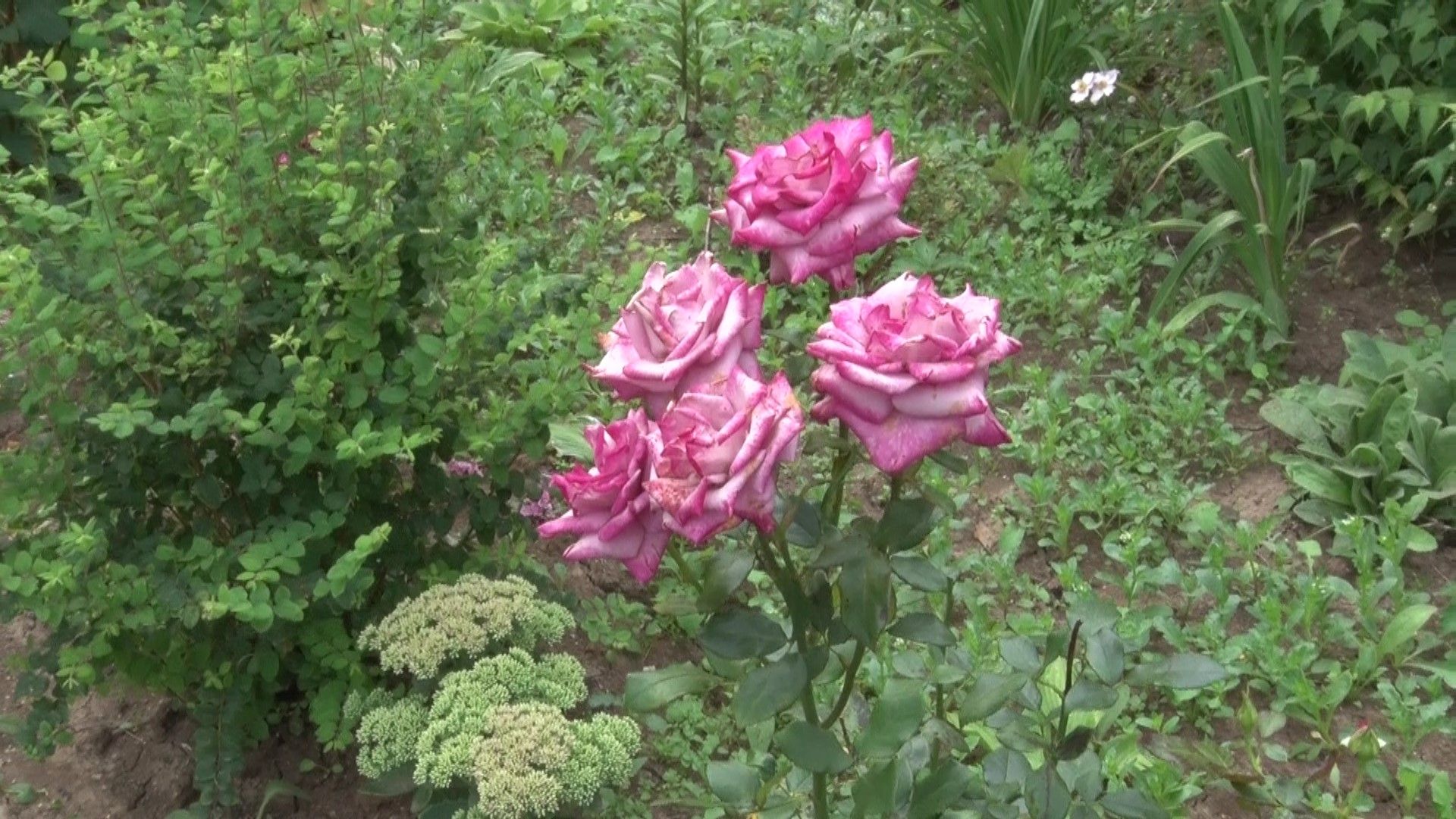 Конкурс на лучший двор, Домодедово