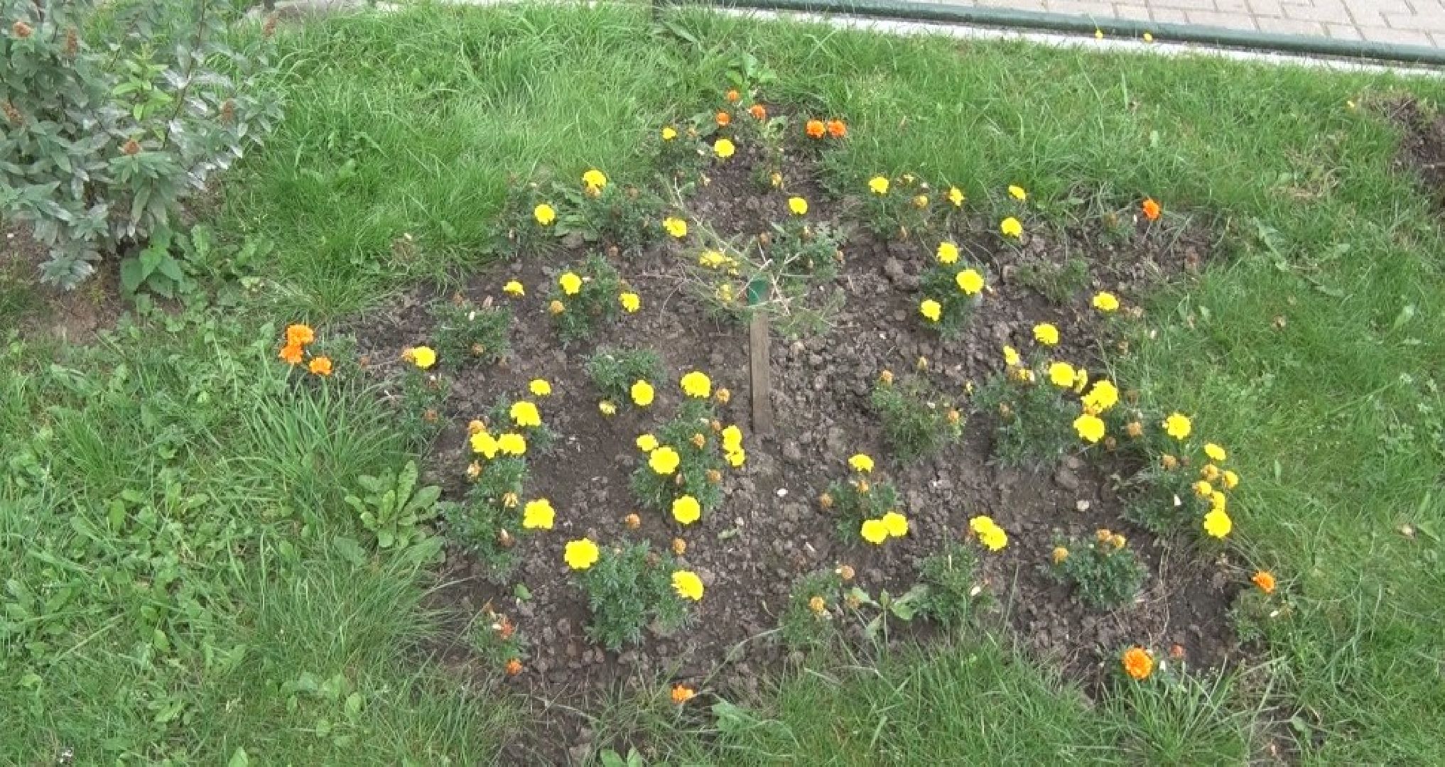 Конкурс на лучший двор, Домодедово