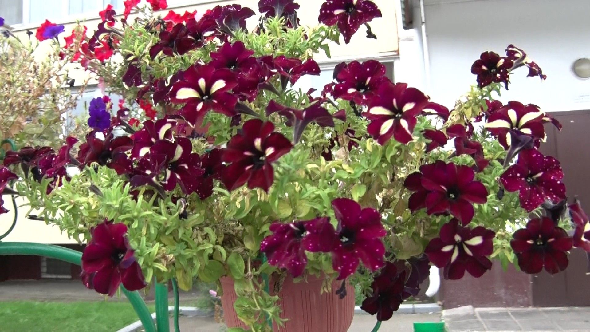 Конкурс на лучший двор, Домодедово