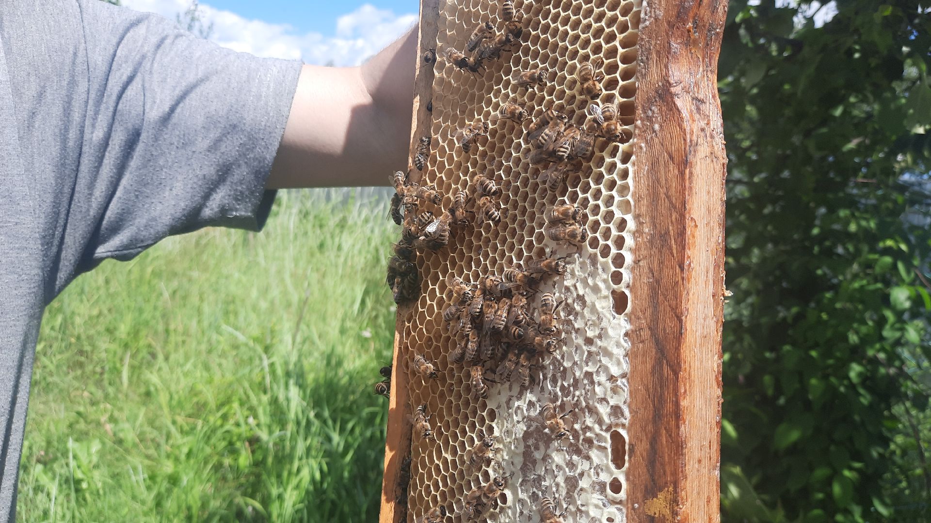Шатура, Медовый спас, мёд, Рабочая пчела