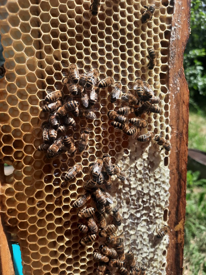 Шатура, Медовый спас, мёд, Рабочая пчела