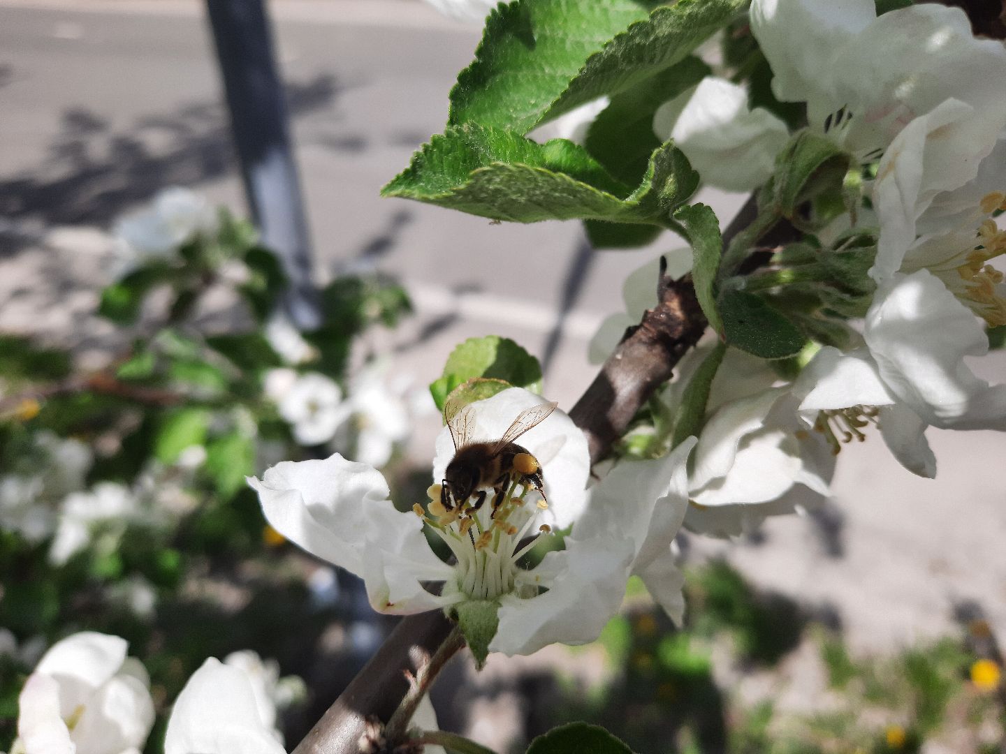 Шатура, Медовый спас, мёд, Рабочая пчела